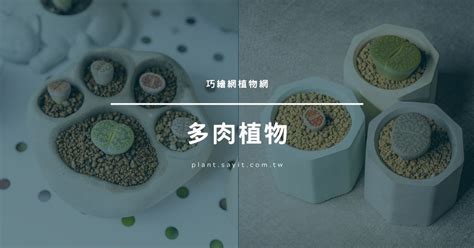 家中植物推薦|網美必藏！10款必備家中盆栽推薦 掌握居家美學密碼 